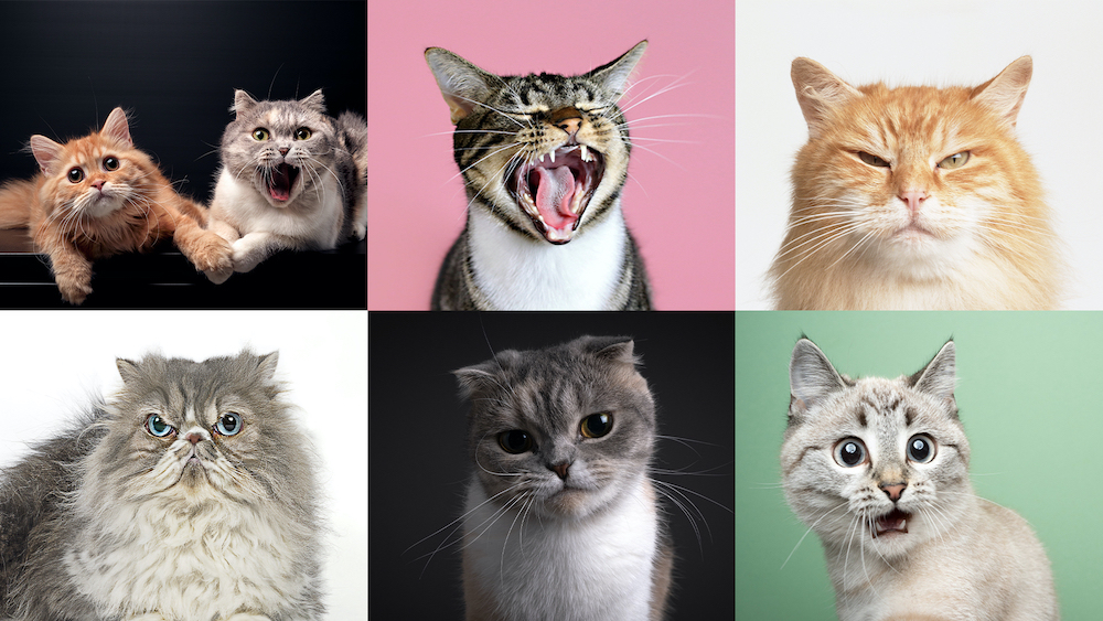 Exploring the Diverse World of Cat Breeds