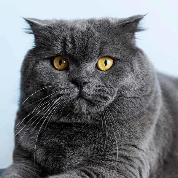 The British Shorthair is a charming and iconic cat breed known for its round face, dense coat, and easygoing personality.