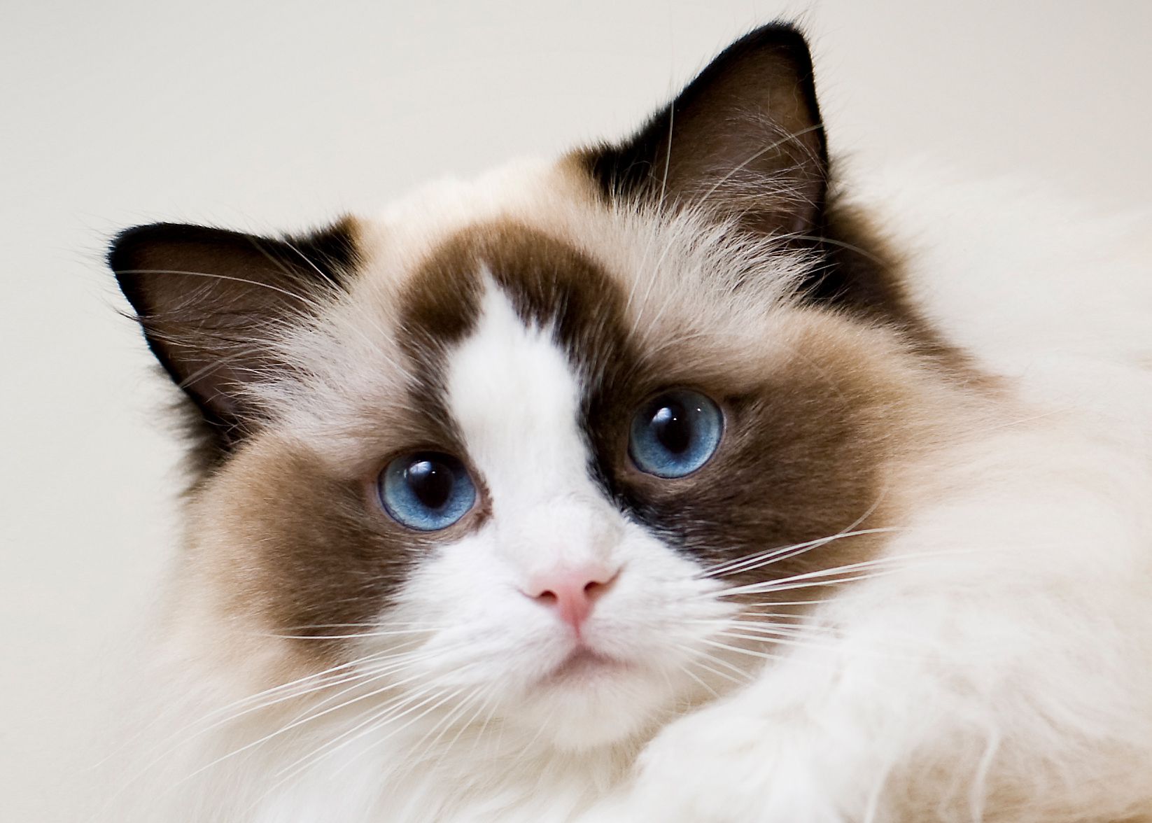 The Ragdoll cat is a unique and beloved breed known for its docile temperament, striking appearance, and affectionate nature.
