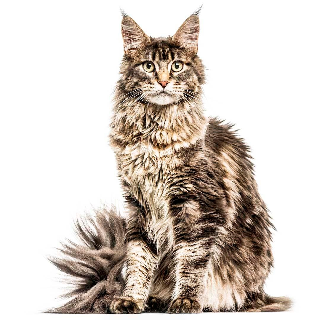 The Maine Coon is one of the most beloved and iconic cat breeds, known for its large size, striking appearance, and friendly demeanor.