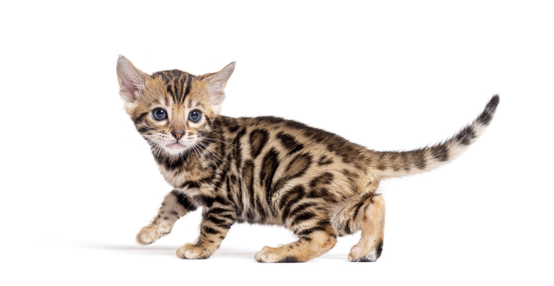 The Bengal cat is a stunning and energetic breed known for its striking appearance, wild-like markings, and playful personality.