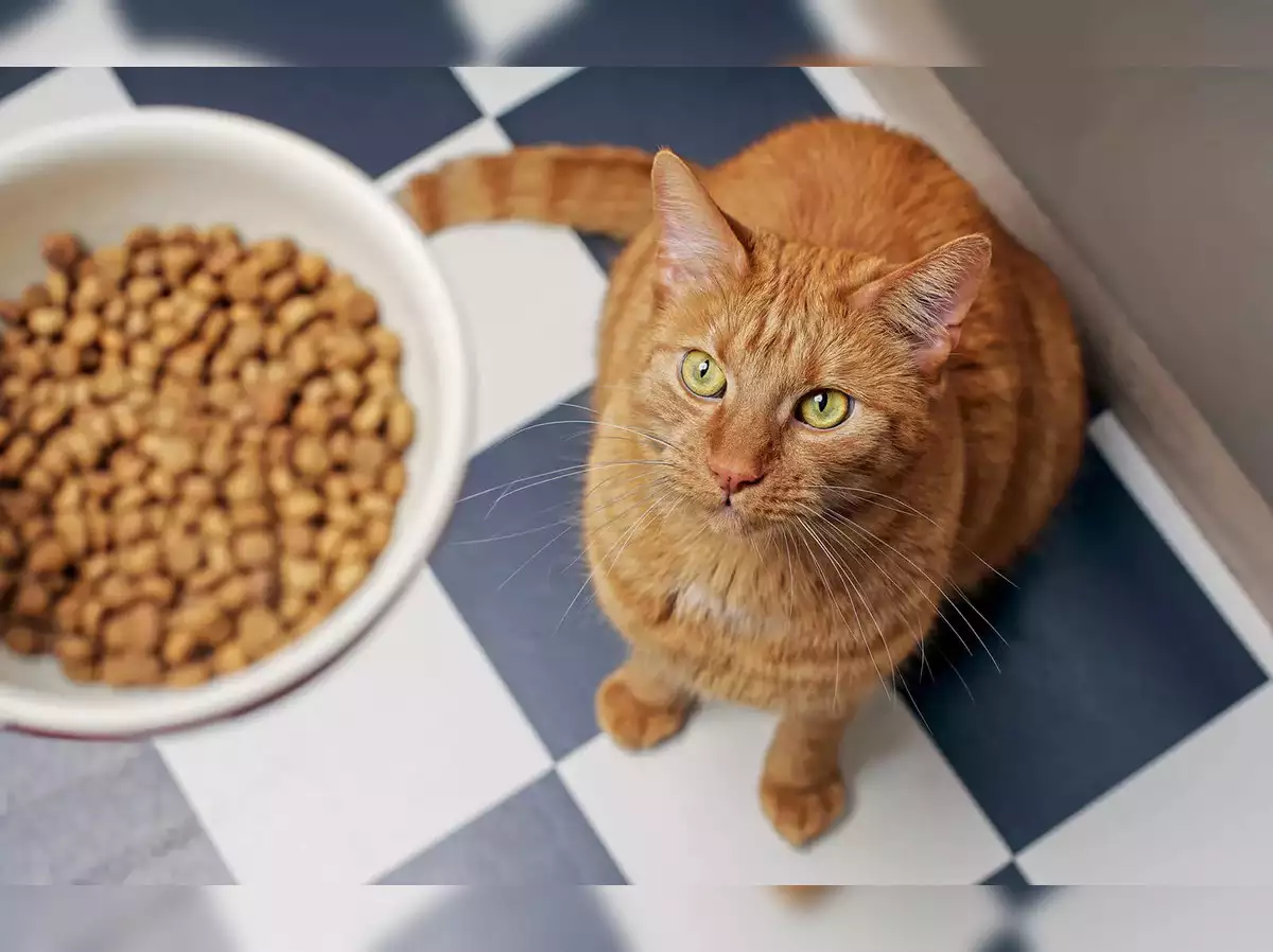 Feeding your cat a balanced and nutritious diet is essential for their health and well-being. Here’s an overview of the types of food commonly recommended for cats: