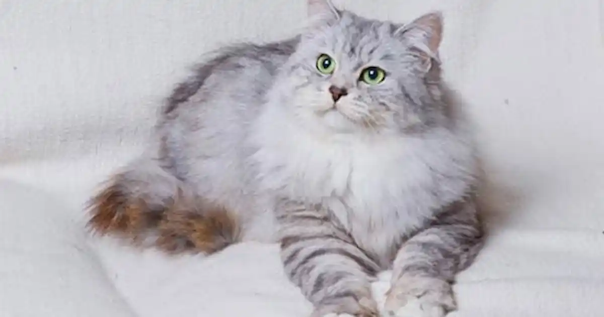 The Siberian cat is a magnificent and affectionate breed known for its robust build, thick fur, and friendly demeanor.